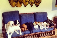 9 Cães deitados no mesmo sofá